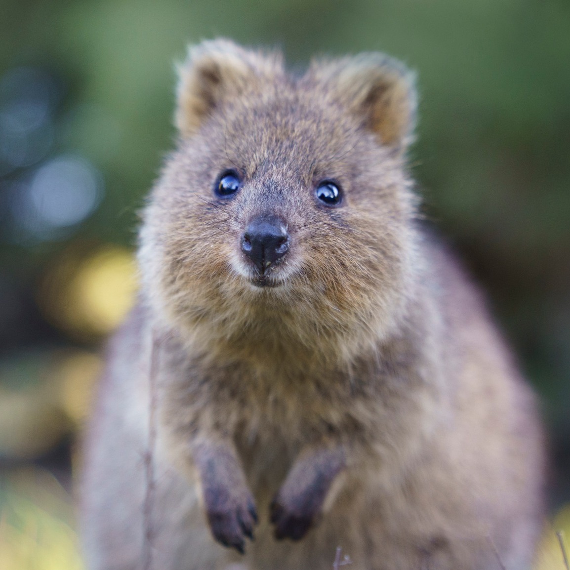 Rottnest Island Authority