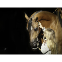 ARABIAN HORSE ASSOCIATION OF ARIZONA