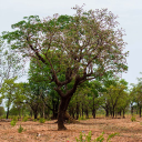 SheaTree Ghana