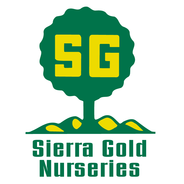 Sierra Gold Trees