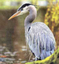 SILVER HERON