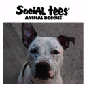 Social Tees Animal Rescue