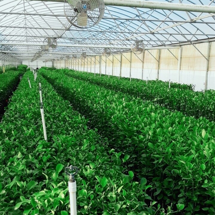 Southern Citrus Nurseries