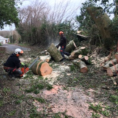 South Wales Knotweed Removal & Tree Services