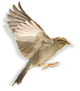 Sparrow Web Design