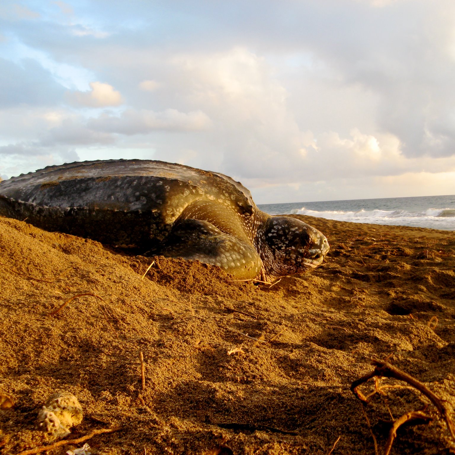 St. Kitts Sea Turtle Monitoring Network