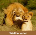 Swala Safaris