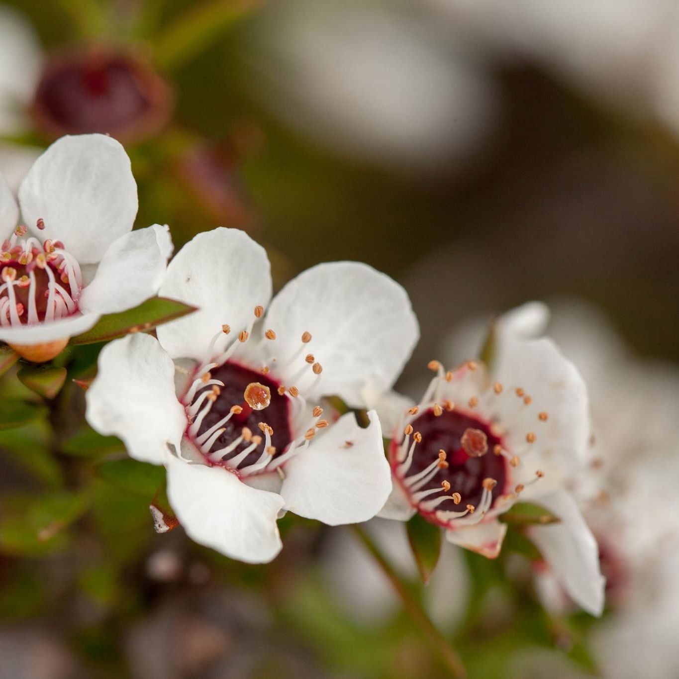 Tai Tokerau Honey Ltd