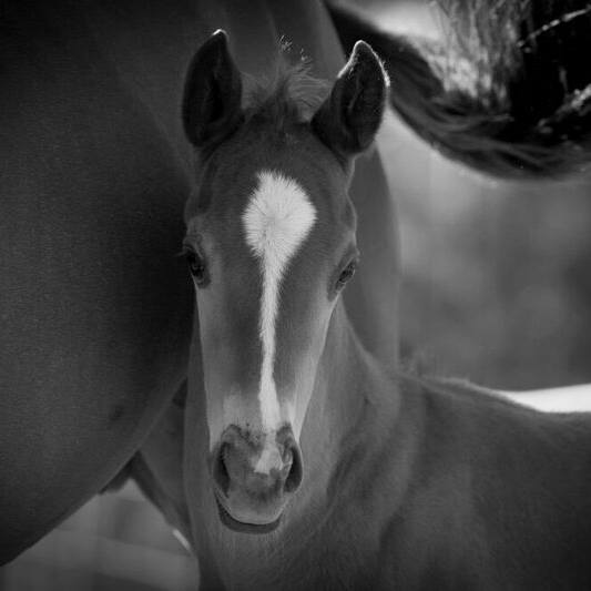 Thoroughbred Breeders Australia