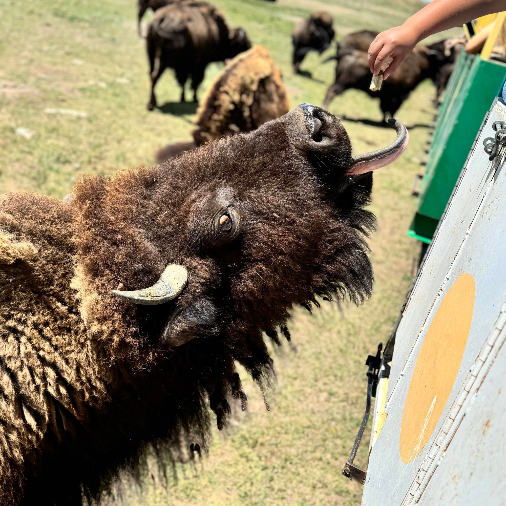 Terry Bison Ranch Resort