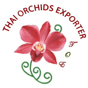 Thai Orchids Exporter