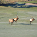 Jeremy Ranch Golf