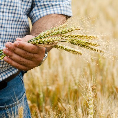 The Retiring Farmer