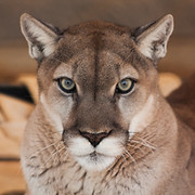 Tiger Creek Animal Sanctuary