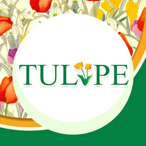 Tulipe