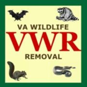 VA Wildlife Removal