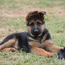 Brush Creek Dog Training & Boarding