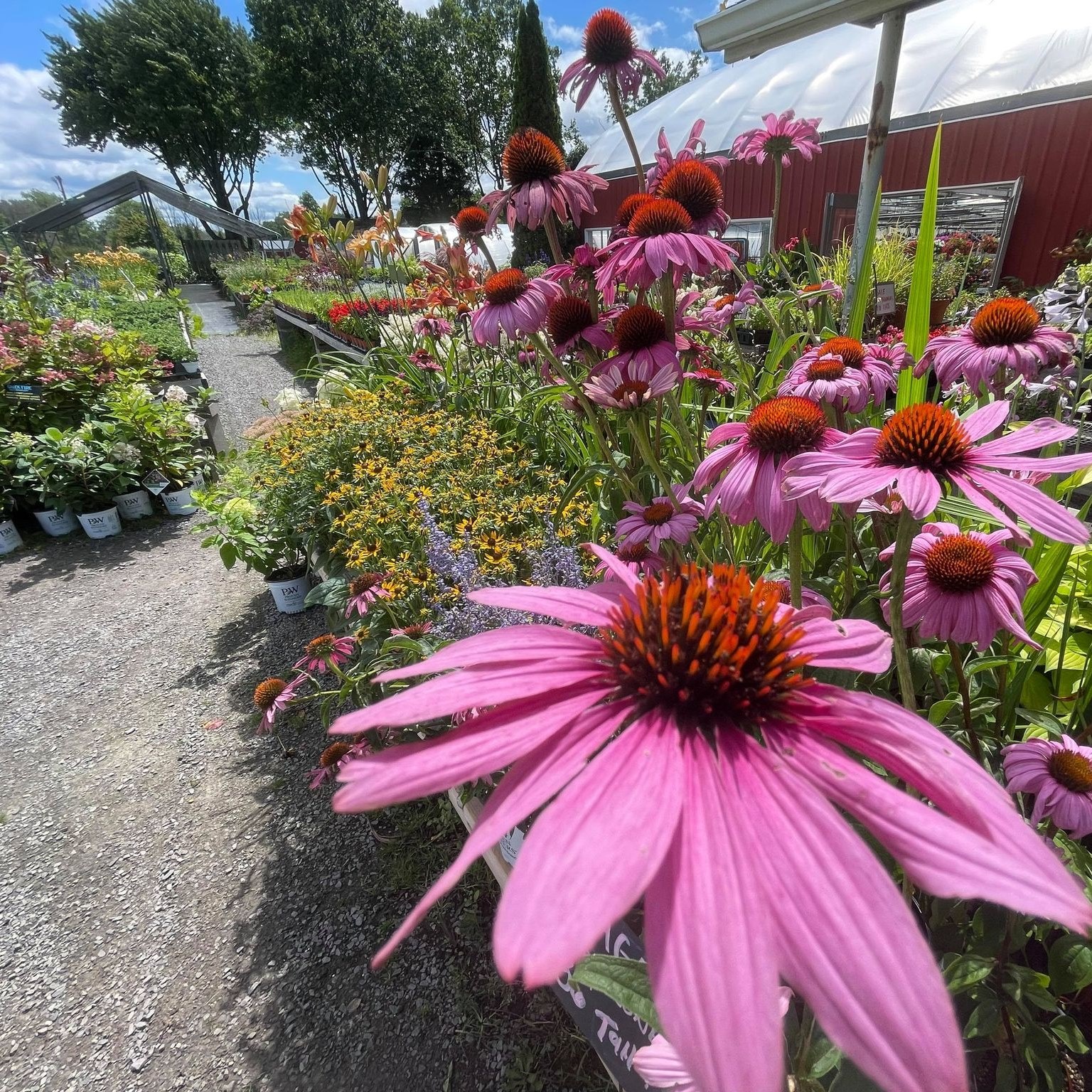 Welch's Greenhouses