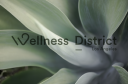 Wellness District Los Angeles