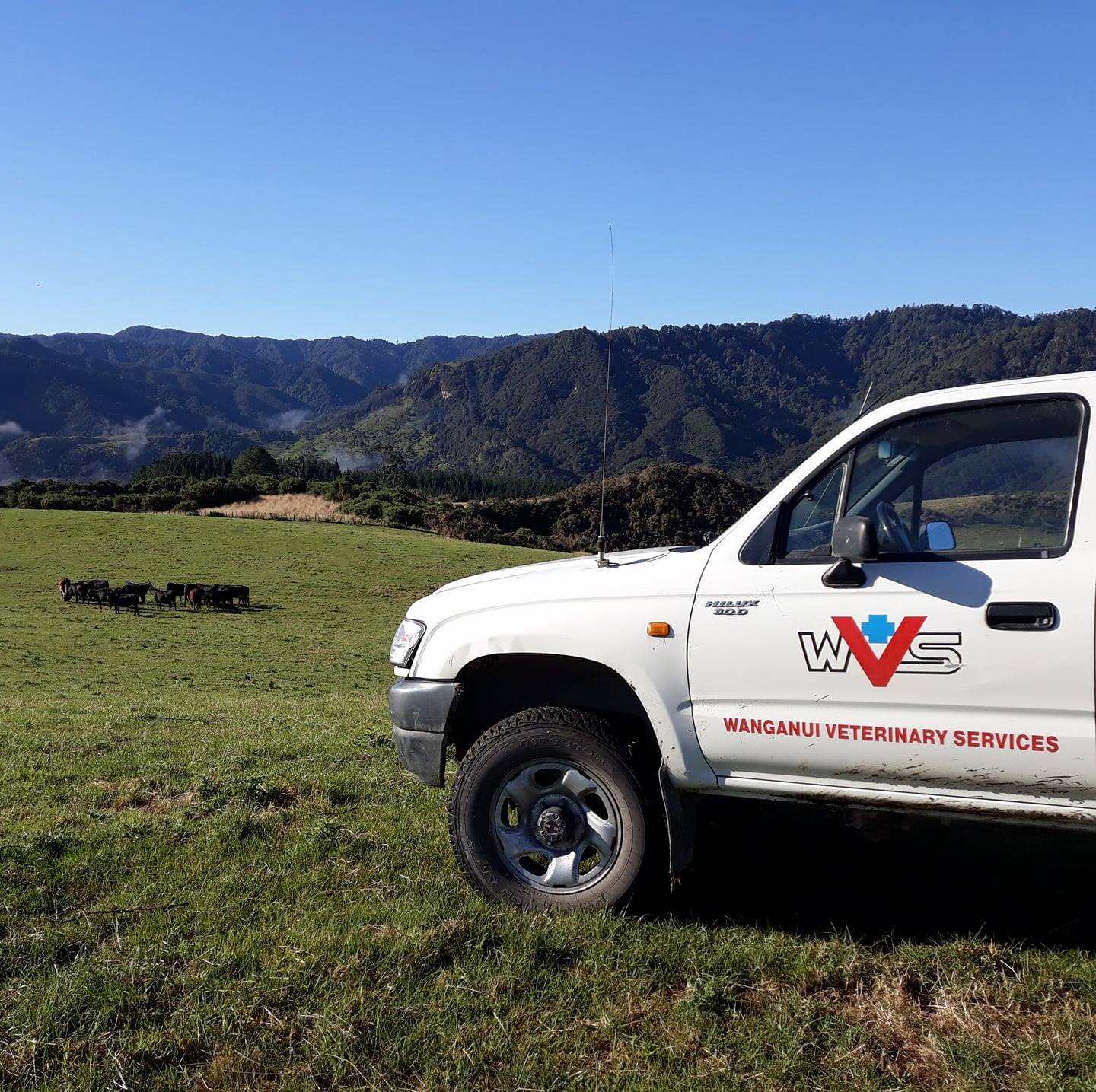 Wanganui Veterinary Services