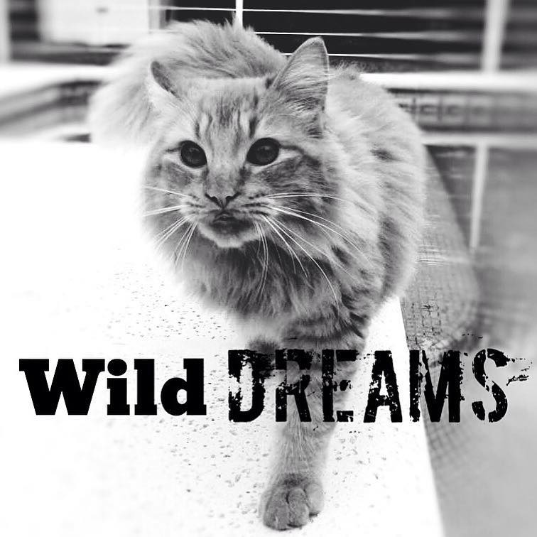 Wildreams Agency