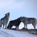 Yellowstone Wolf Tracker