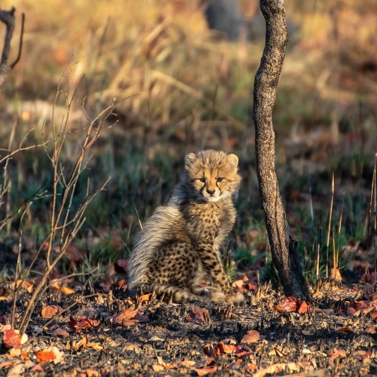 Zambian Carnivore Programme